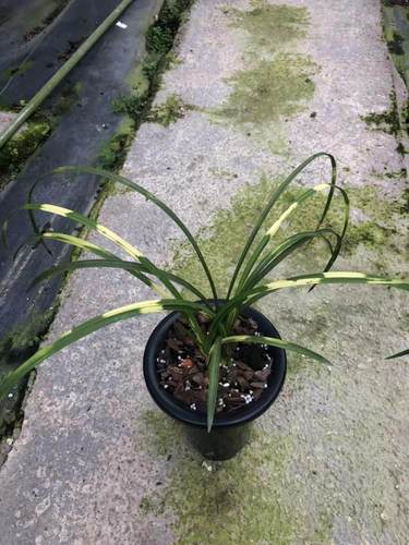 清仓价正品蕙兰虎斑黄海云龙易养植易来芽盆栽 兰花高档 免邮