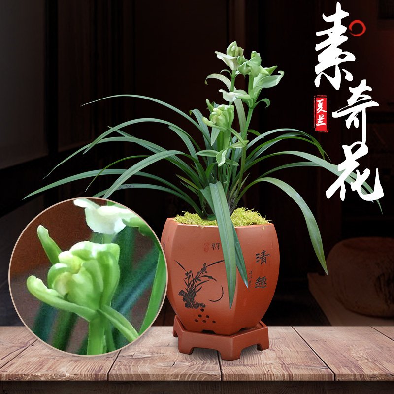 特香【新种孤品】建兰奇花素全素蝶矮种高花箭名品兰花兰草盆景