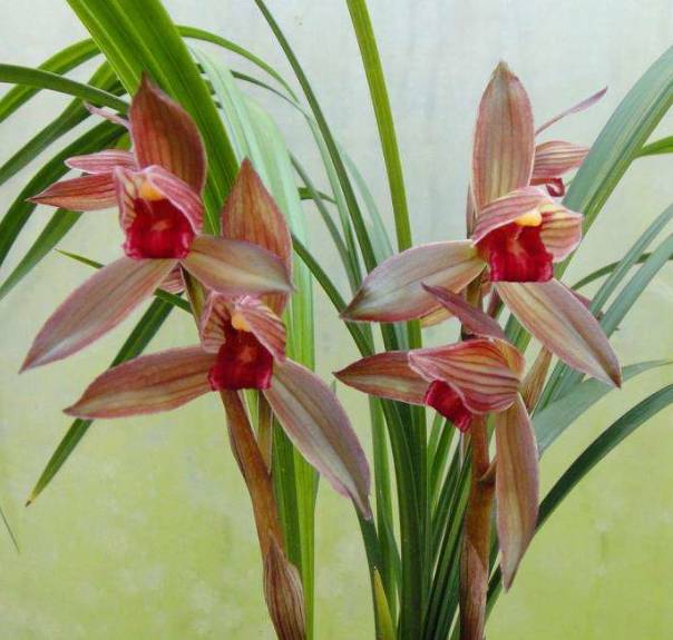 四川名品兰花苗盆栽 春剑【柳枫红素】浓香绿植花卉盆景