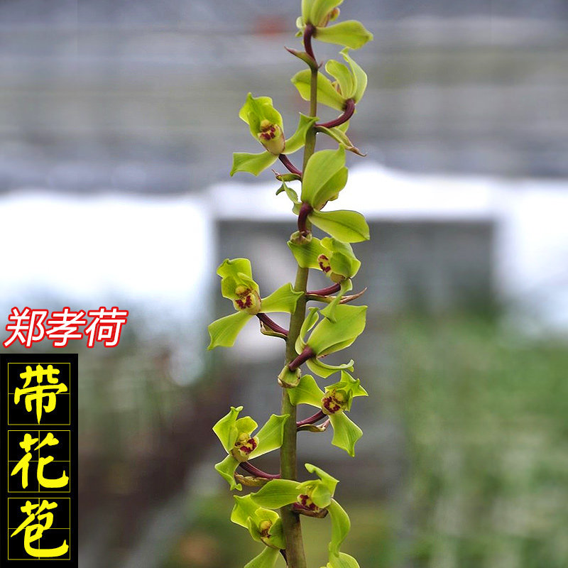 惠兰郑孝荷老种兰花传统蕙兰带花苞细叶盆栽赤壳类绿花飘门水仙瓣