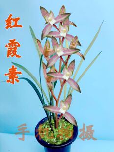 花期带花苞高品质兰花苗盆栽好发货 春剑红霞素 自然栽培假一赔十