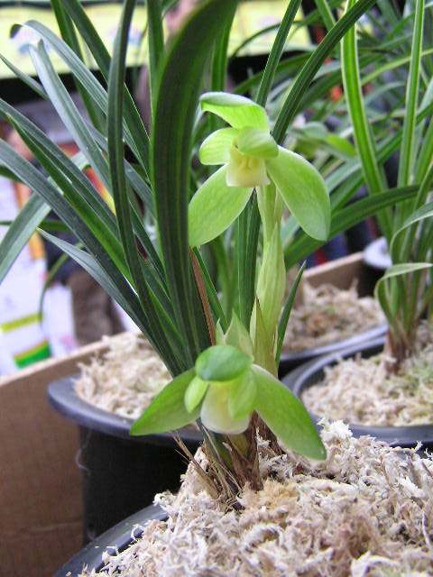 花期带花苞清仓价高品质兰花 兰花 春兰(杨氏素荷)浓香型