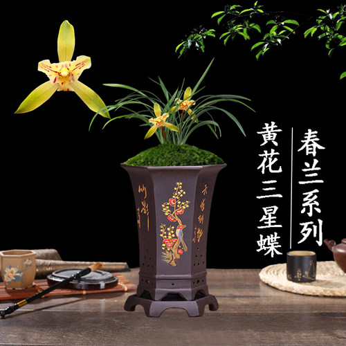 盆栽植物好养客厅名贵兰花