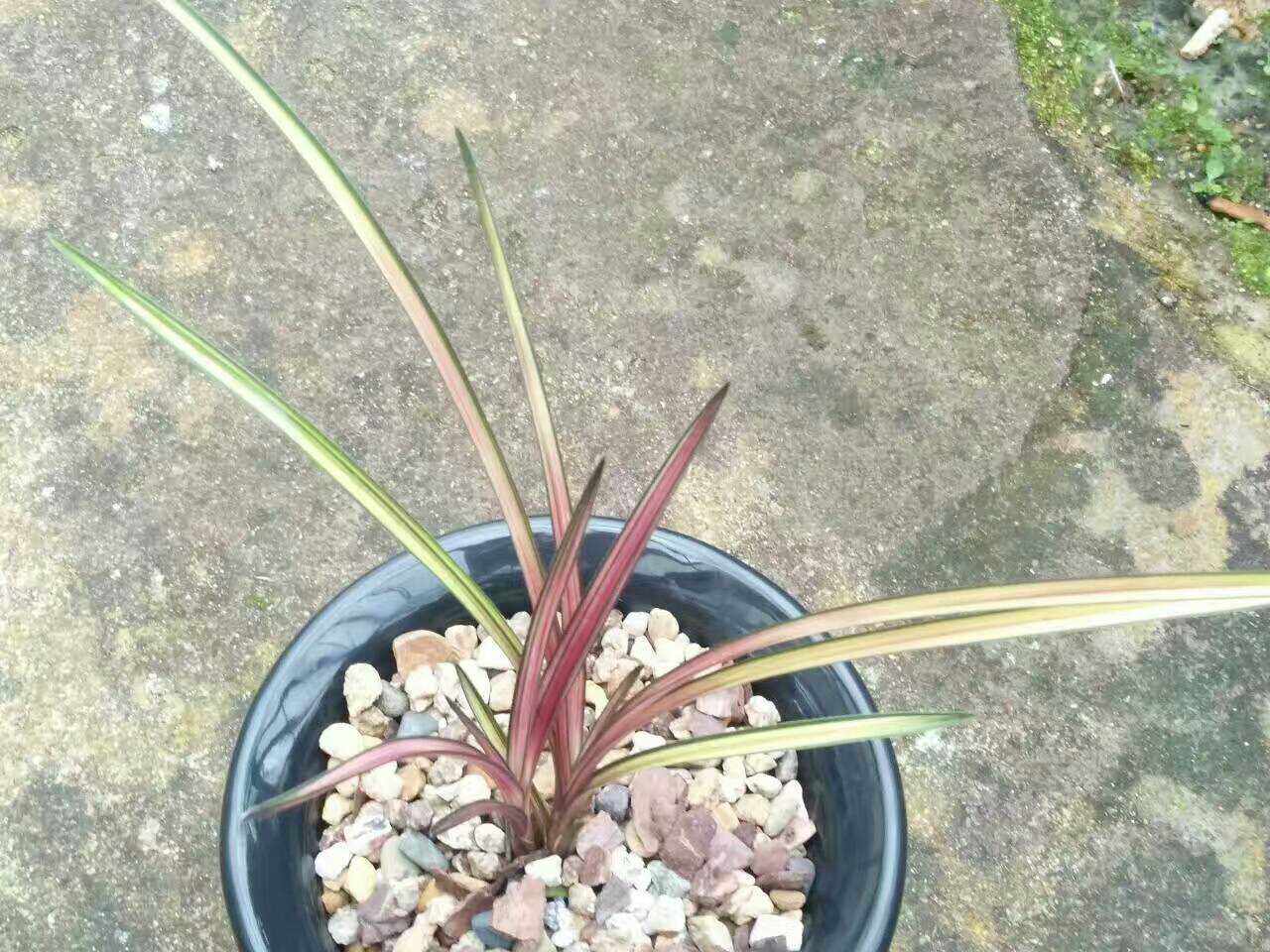 极品兰花 蕙兰 稀有品种 本园独有 中透线艺 红秀妃 七彩虹钻