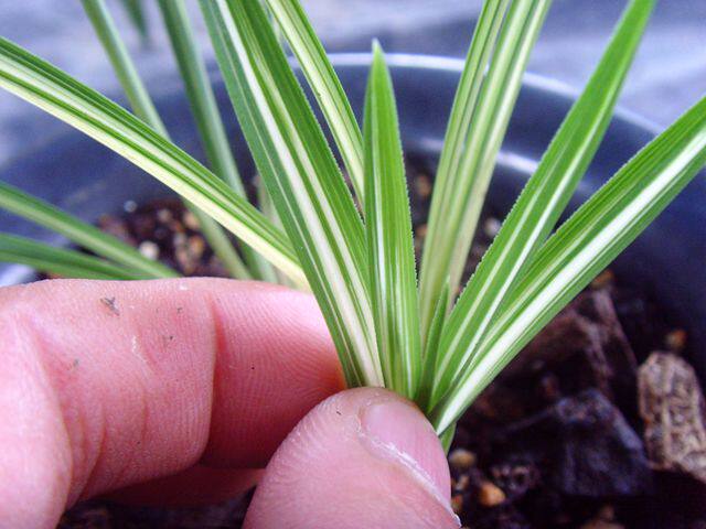花期带花苞当年开花 优质兰花 春兰 漂亮雪白中透艺