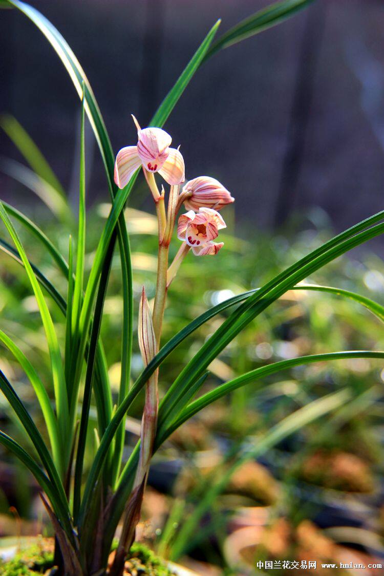 包邮 兰花苗客厅花卉阳台盆栽浓香老种兰花莲瓣兰【一品红】