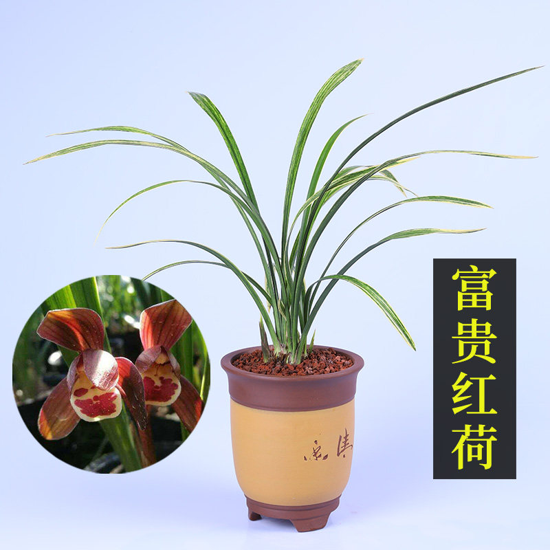 墨兰名品 荷瓣色花富贵红荷兰花苗 室内矮种花卉绿植 假一赔十