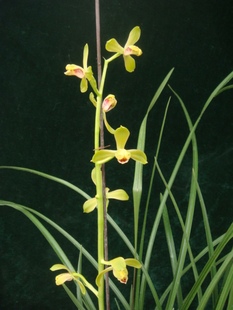 精品兰花蕙兰老八种 潘绿梅 宜兴梅 新庆华梅 兰草苗