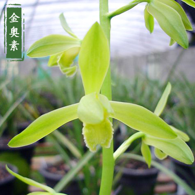 好养名贵品种盆栽兰花