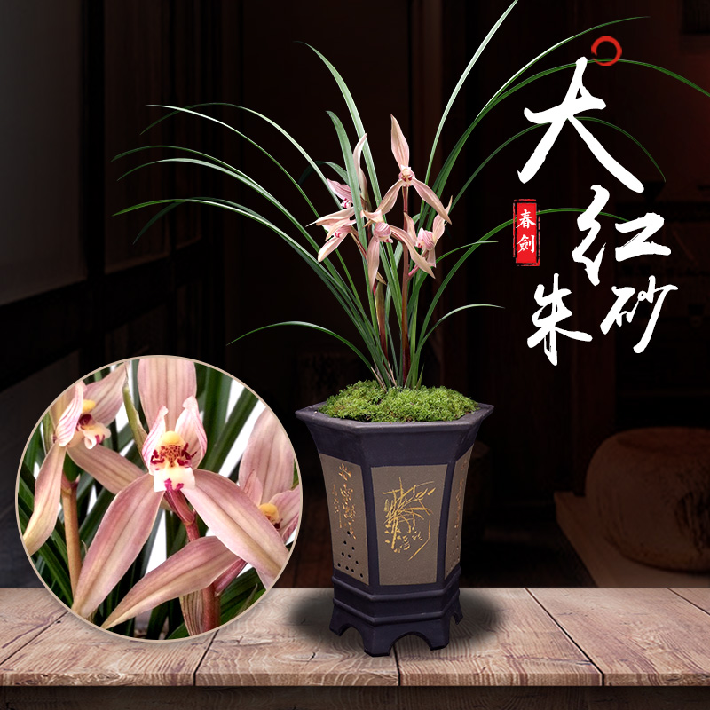 世界上特香兰花春剑大红朱砂花卉兰花苗阳台办公司盆栽植物带花苞