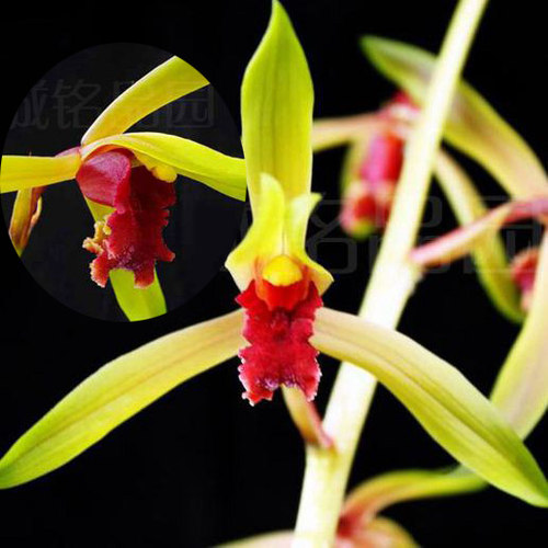 兰花 蕙兰赤蕙色花（碧血丹心）800/苗
