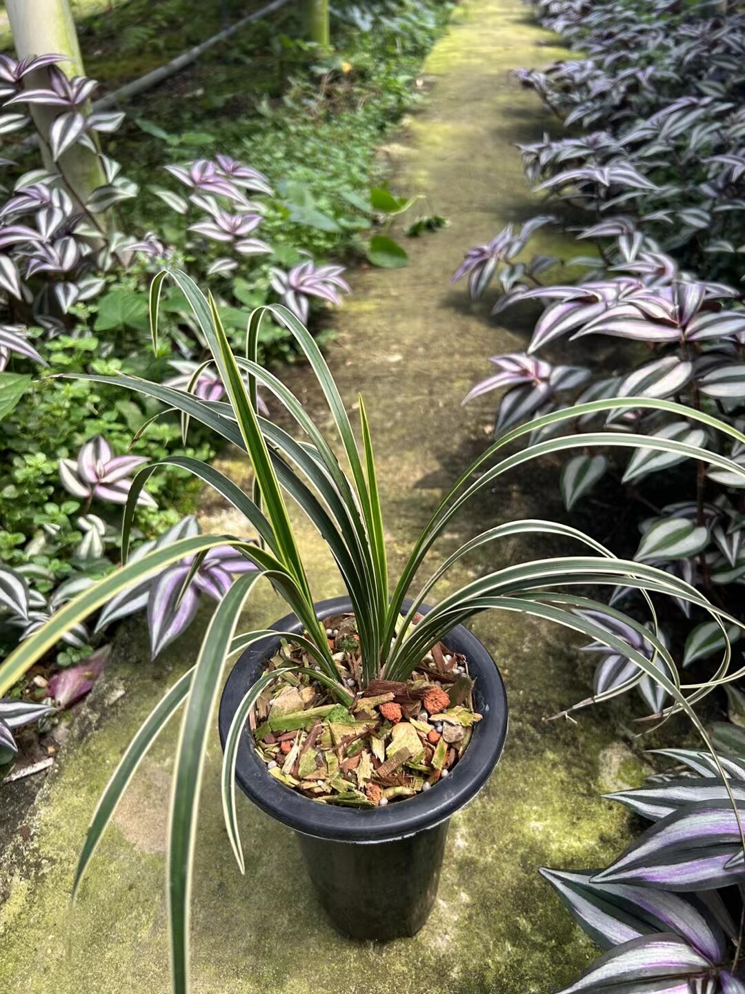 精品兰花送春秋芝边草如意红花期带花苞
