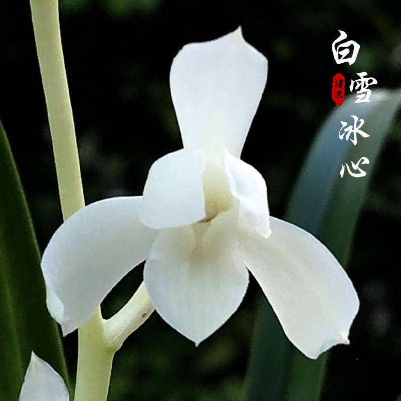 真品兰花苗 白雪冰心 建兰四季兰新款庭院绿色植物浓香型花卉包邮