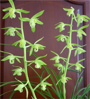 江浙老种兰花苗 蕙兰【温州素】阳台绿植园艺盆景