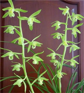 江浙老种兰花苗 蕙兰【温州素】阳台绿植园艺盆景