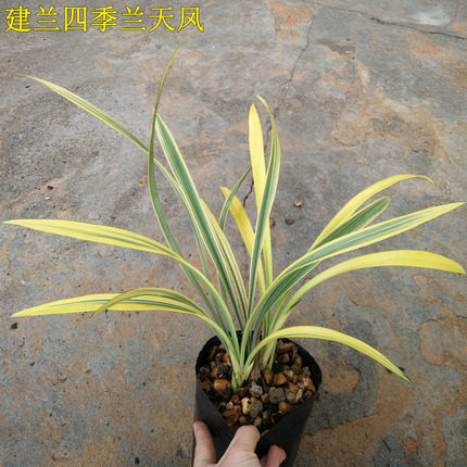 兰花苗建兰黄金中透线艺稿艺天凤稀有品种值得珍藏室内盆栽花卉