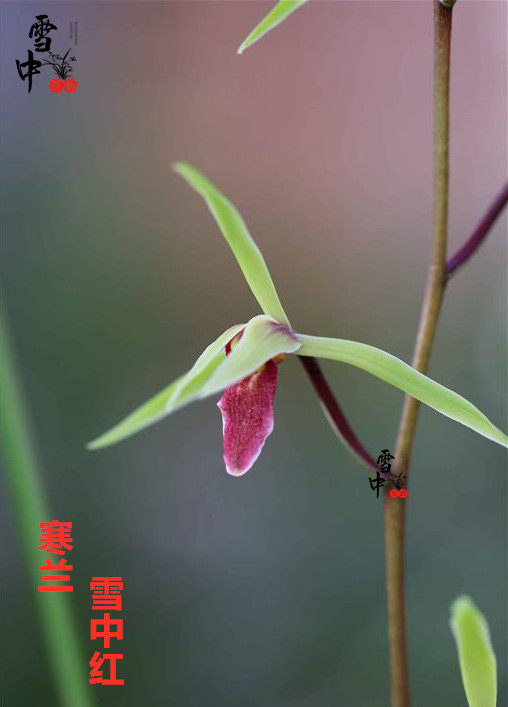 绿植书房窗台办公桌盆栽观赏花卉