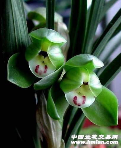 花期带花苞清仓价  兰花 兰花 春兰老种荷（翠盖荷）浓香型