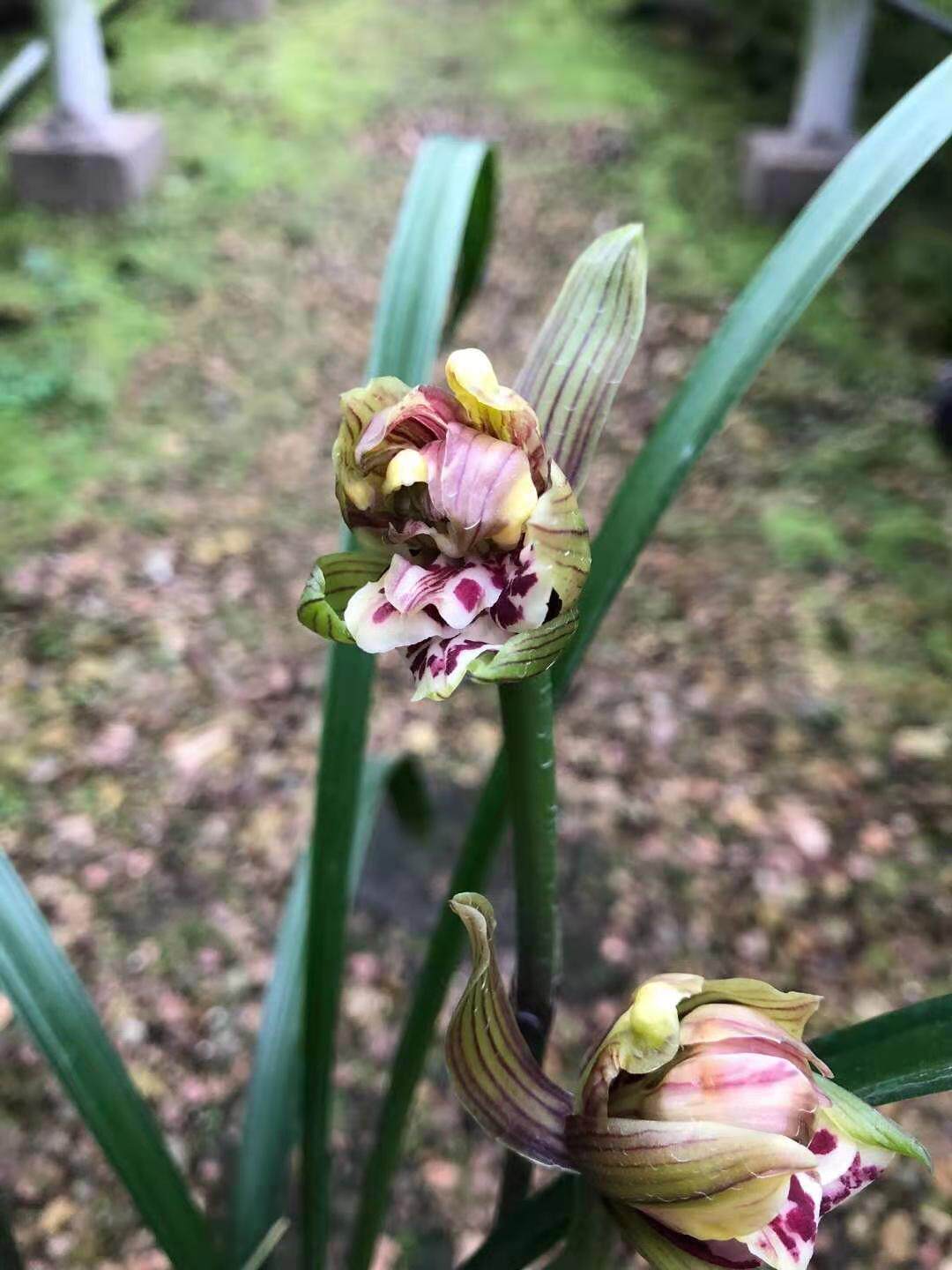新品兰花寒兰奇花牡丹超香满屋飘香花期带花苞室内绿植盆栽