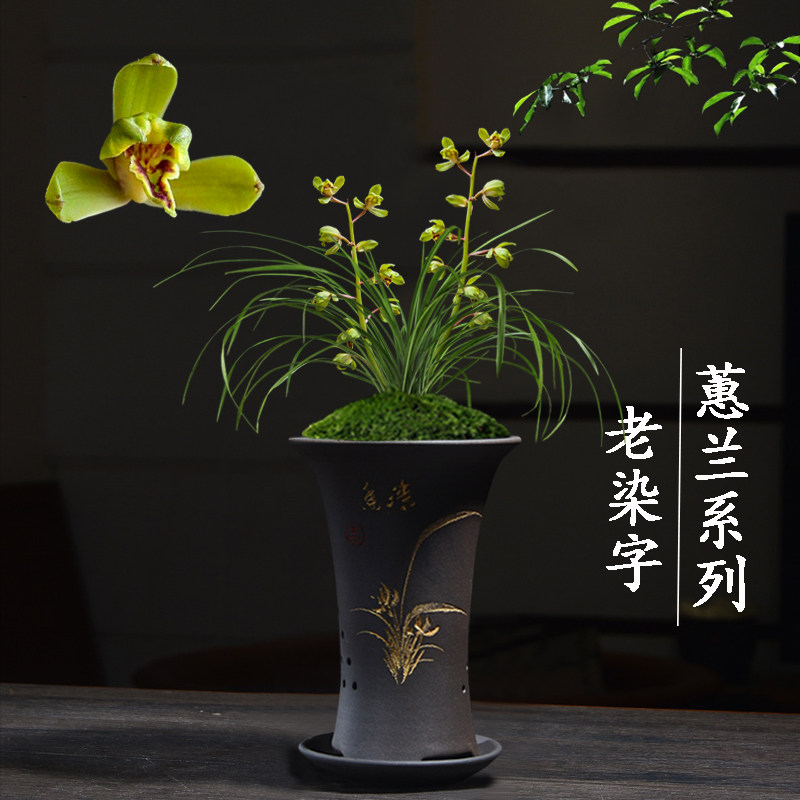 兰花苗无花苞盆栽植物室内名贵蕙兰老染字客厅好养极品花卉绿植