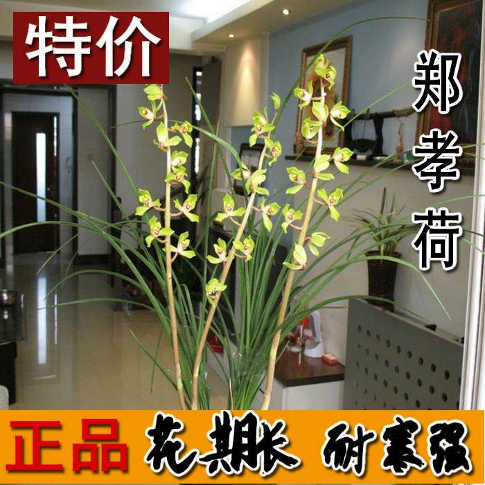 兰花窗台书房客厅绿植盆栽清仓价