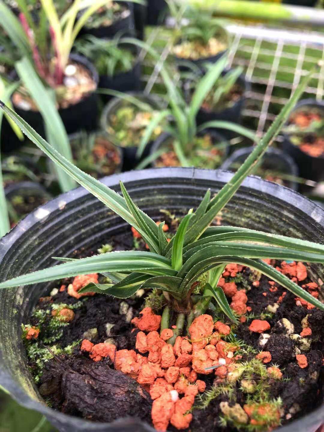 超靓的蕙兰奇叶水晶龙本园独有数量稀少铭品水晶线艺趣味兰花