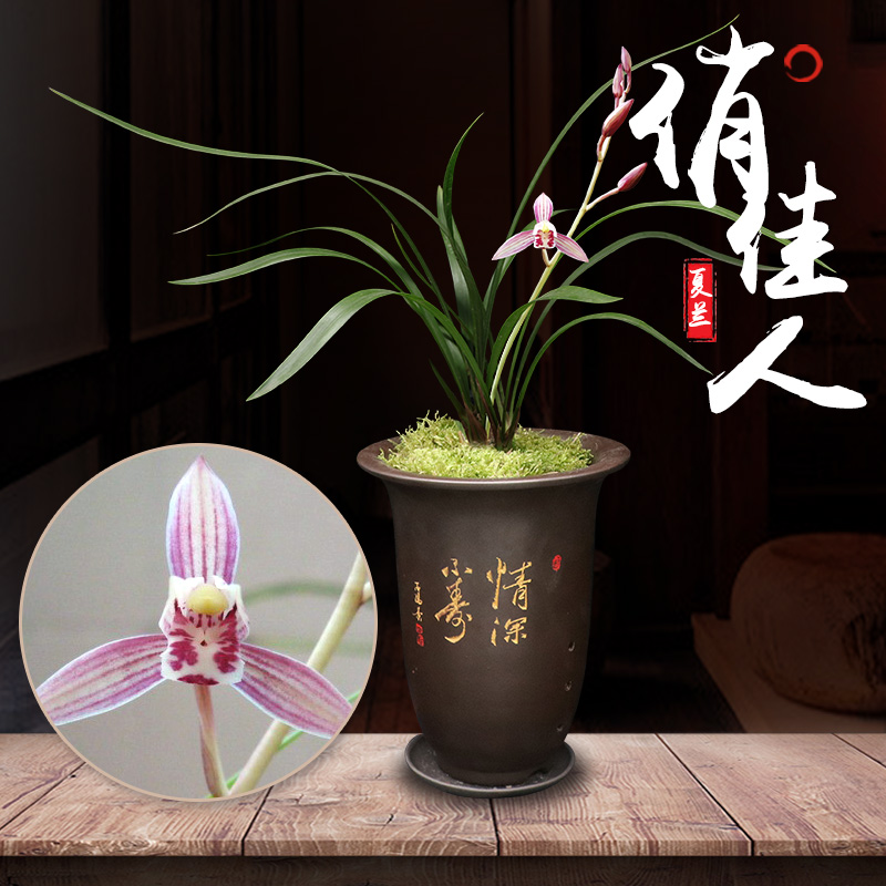 特香四季兰草苗建兰夏兰花俏佳人带花苞盆栽植物名贵稀有盆栽景