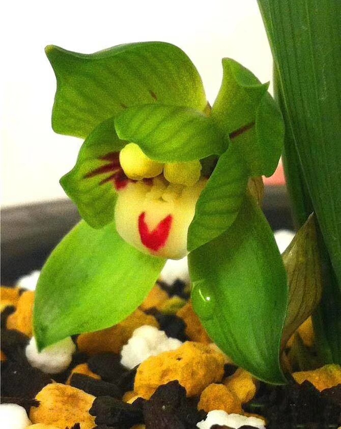 江浙沪自然老种兰花苗 春兰【绿云】阳台绿植浓香花卉盆景