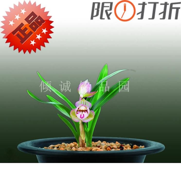 花期带花苞兰花苗姜氏荷 春兰矮种老种 花期带花苞 姜氏荷1200/苗