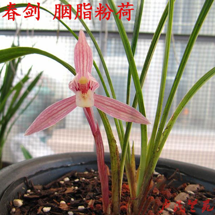 绿植春兰草本花卉阳台盆栽包邮