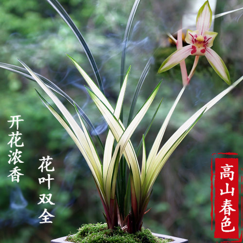 精品兰花建兰高山春色兰花中透艺兰草花期带花苞花卉好养盆栽植物