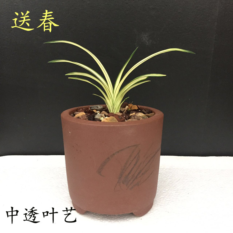 花期带花苞兰花 送春 正宗漂亮中透线艺叶艺兰草花艺双全