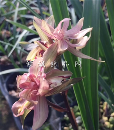 花期带花苞兰花苗 春剑奇花牡丹 红牡丹 300/苗