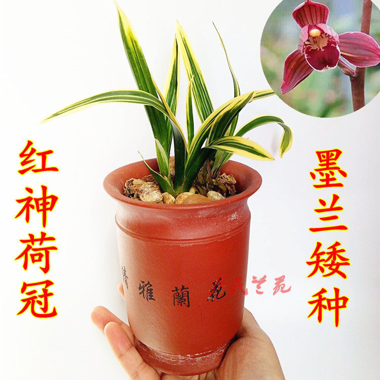 兰花苗墨兰 红神荷冠迷你金边线艺荷瓣盆栽花卉室内绿植浓香植物
