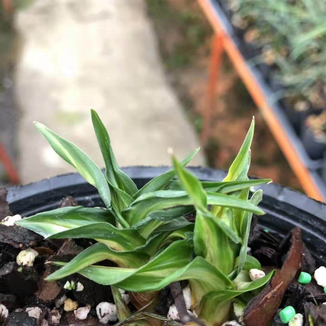 花期带花苞稀有兰花春剑新品水晶怪鳞生体室内草本绿植盆栽