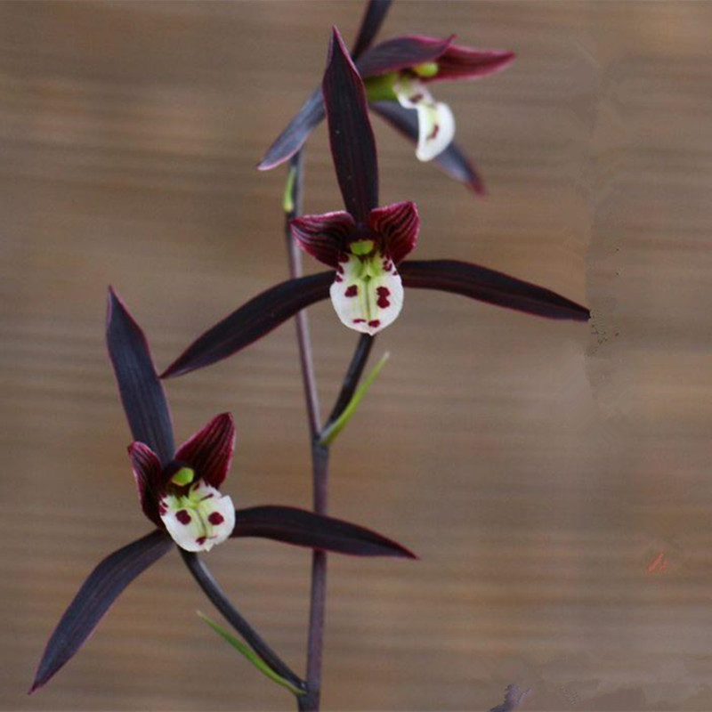 名贵自然兰花苗寒兰【紫猫】盆栽植物阳台室内客厅美观花卉