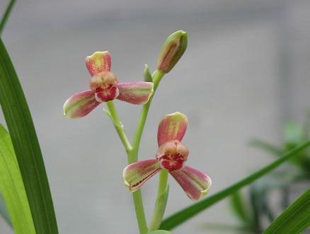 精品四季兰花 精彩梅 (有点像国魂)原产地品种苗夏秋开花