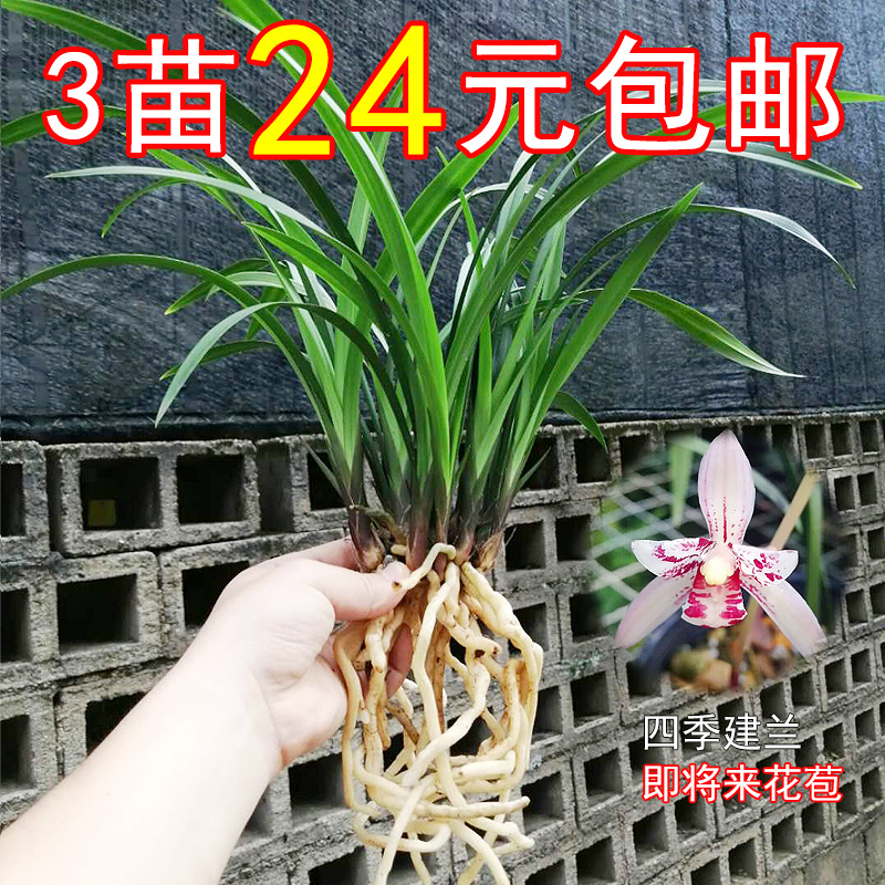 建兰新品桃三星兰花苗不带花苞四季兰浓香型客厅盆栽绿植好养花卉