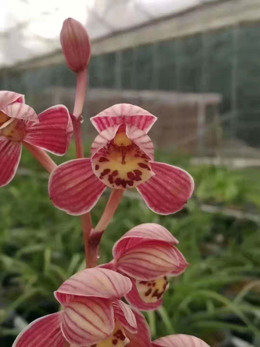 优质兰花夏季带花苞壮苗红草红荷品质超好植物盆栽草本多次开花