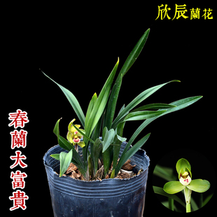 兰花 老品种 春兰大团圆 经典荷瓣兰花 大富贵组培苗 办公桌绿植
