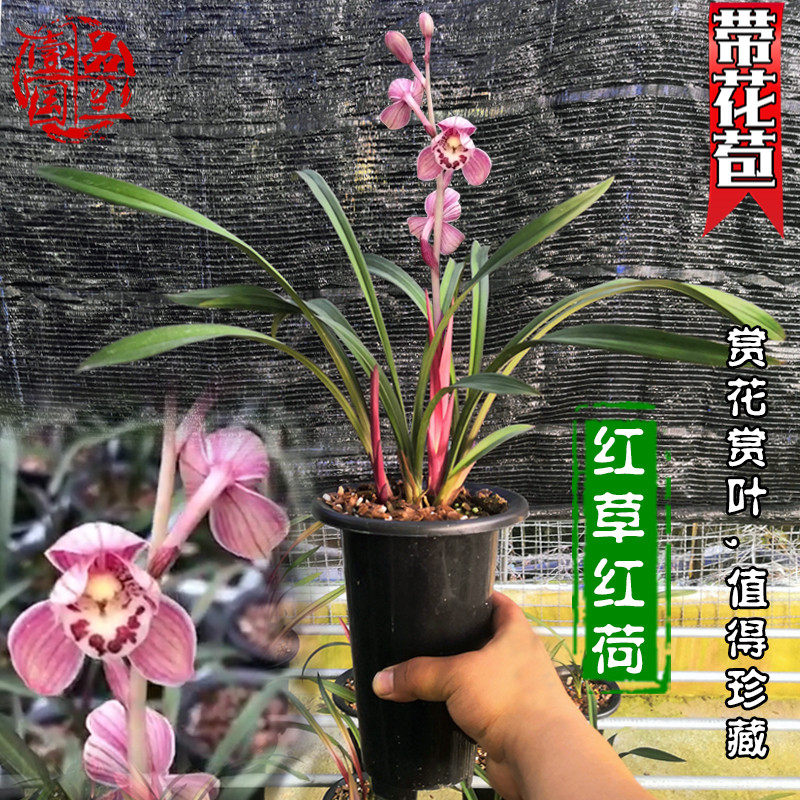 建兰红草红荷兰花超香型矮种四季兰稀有品种世界上超香兰花名贵
