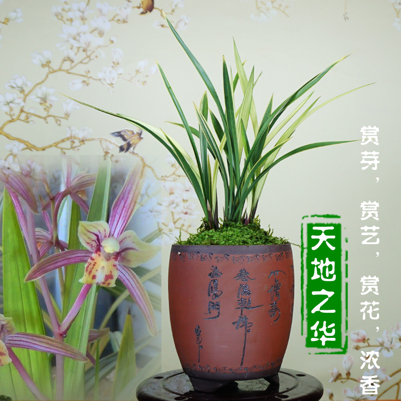 夏带花苞四季兰金边叶艺艺草中透兰花苗最香的天地之华室内好养