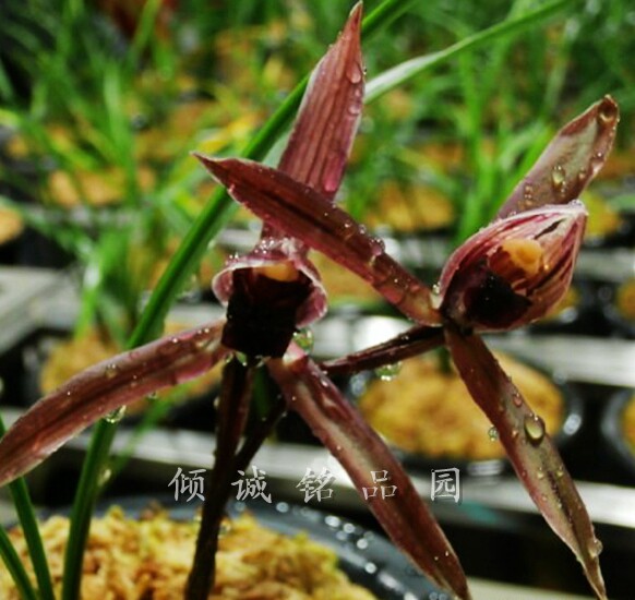 花期带花苞兰花 春兰 老种色花(腾越红素)1900/苗