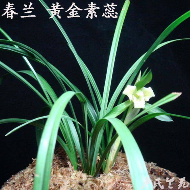 【卢氏兰苑】兰花苗春兰黄金素蕊 浓香型花卉兰花 易开花易成活