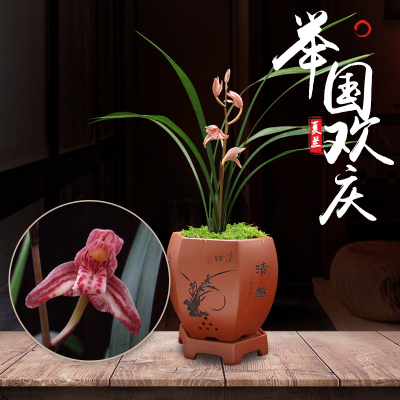 世界上特香建兰四季兰花卉副瓣蝶花带花苞植物矮种室内盆栽景兰草