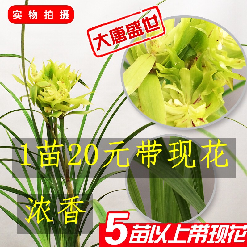 清仓价特价不带花发货兰花 大唐盛世 兰花苗室内盆栽 浓香型