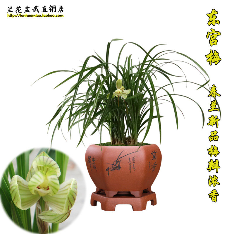 春兰新品梅瓣代表 东宫梅 冬带花苞出售办公室绿植花卉盆栽兰花苗