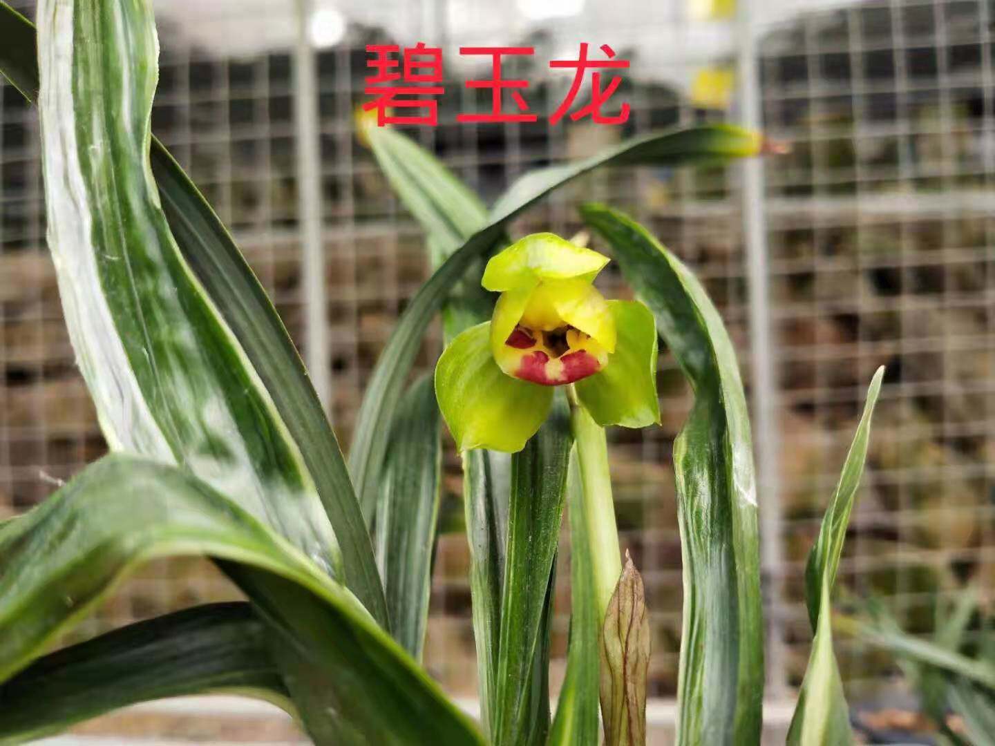 自然水晶荷瓣兰花