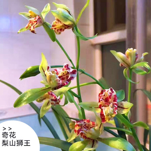 梨山狮王兰花建兰四季兰夏秋季带花苞名贵盆栽好养浓香国兰绿植