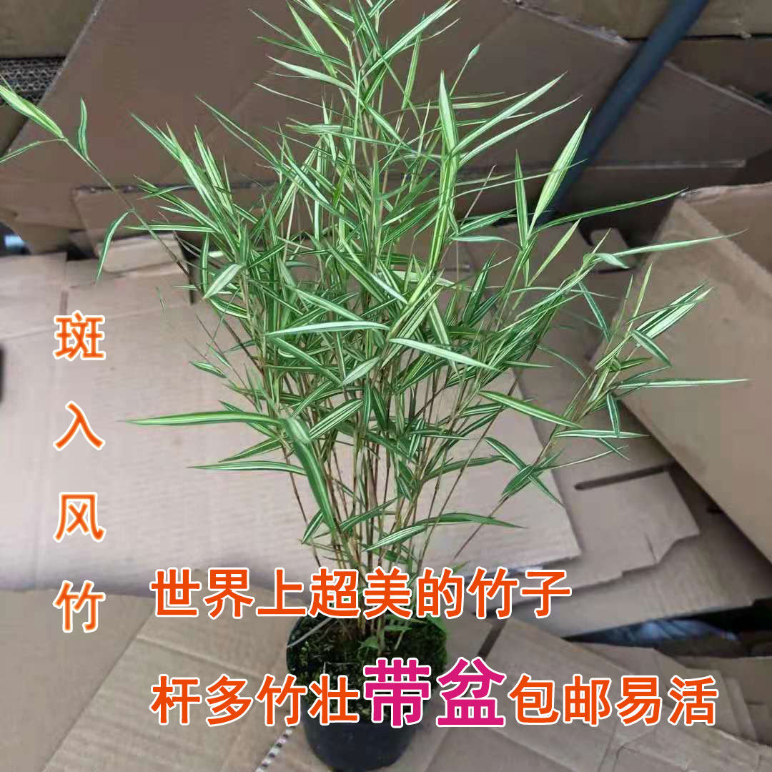 世界上超美的竹子斑入风竹白绿斑纹青翠养眼杆多苗壮带盆包邮